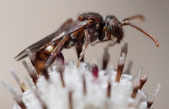 Nomada