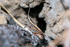 Calliptamus plebeius