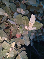 Brachylaena rotundata