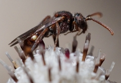 Nomada
