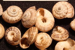 Backeljaia gigaxii