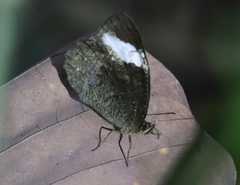 Pedaliodes