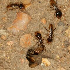 Hodotermes mossambicus