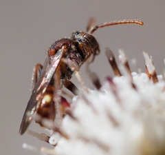 Nomada