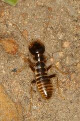 Hodotermes mossambicus