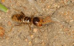 Hodotermes mossambicus