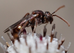 Nomada