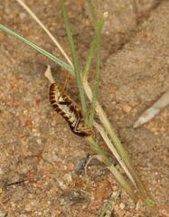 Hodotermes mossambicus