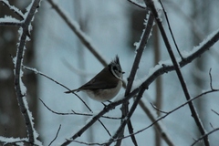 Lophophanes cristatus