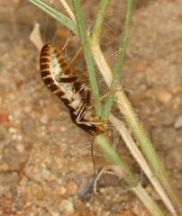 Hodotermes mossambicus