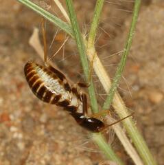 Hodotermes mossambicus