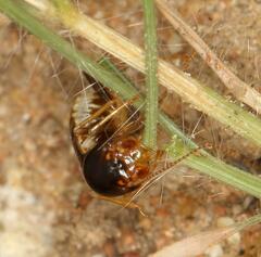 Hodotermes mossambicus