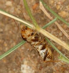 Hodotermes mossambicus