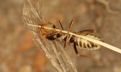 Hodotermes mossambicus