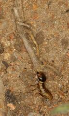 Hodotermes mossambicus