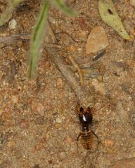 Hodotermes mossambicus