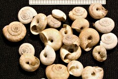 Backeljaia gigaxii