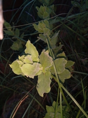 Vangueria parvifolia