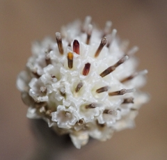 Antennaria solitaria