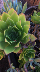 Sempervivum tectorum