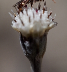 Antennaria solitaria