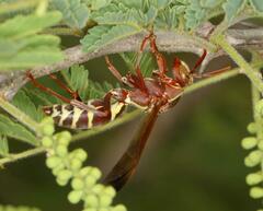 Polistes fastidiosus