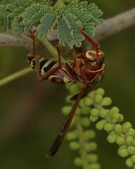 Polistes fastidiosus