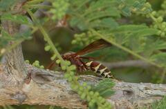 Polistes fastidiosus