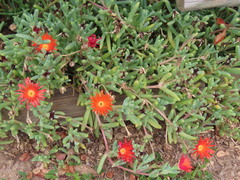 Lampranthus aureus