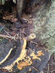 Tetragonisca angustula