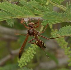 Polistes fastidiosus