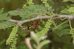 Polistes fastidiosus