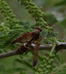 Polistes fastidiosus