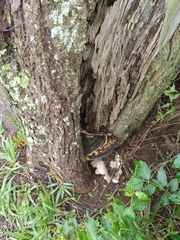 Tetragonisca angustula