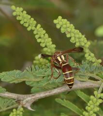 Polistes fastidiosus