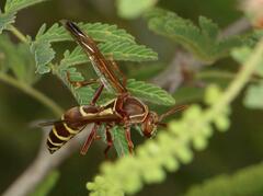Polistes fastidiosus