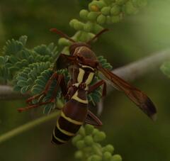 Polistes fastidiosus