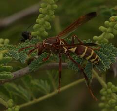 Polistes fastidiosus