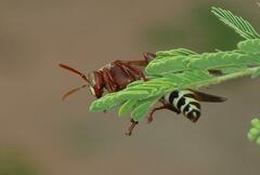 Polistes fastidiosus