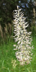 Calamagrostis × acutiflora