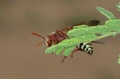 Polistes fastidiosus