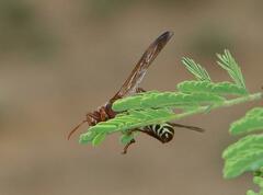 Polistes fastidiosus
