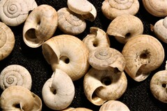 Backeljaia gigaxii