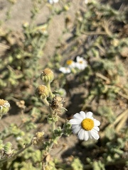 Perityle crassifolia