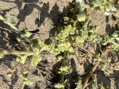 Perityle crassifolia
