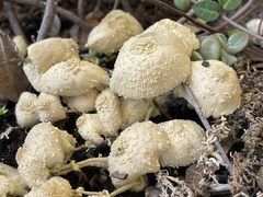 Leucocoprinus birnbaumii