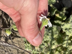 Perityle crassifolia
