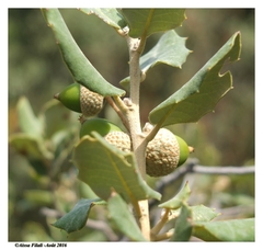 Quercus ilex