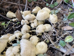 Leucocoprinus birnbaumii