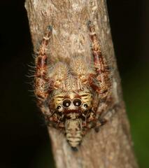 Hyllus